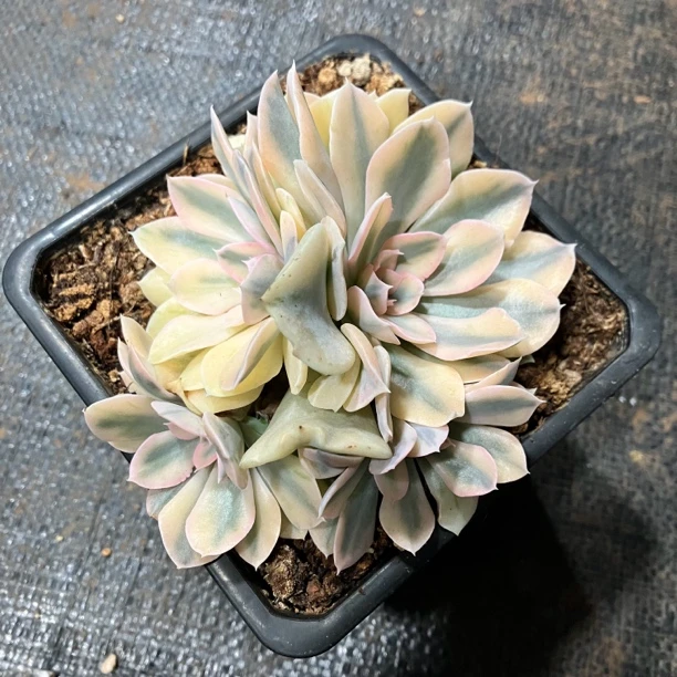利比里亚多肉植物