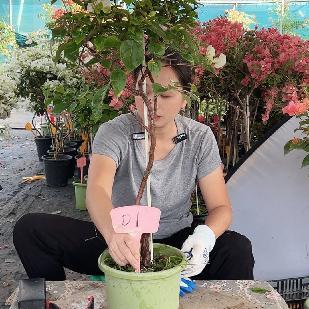 m***y大部分花苞少量开放D1红英