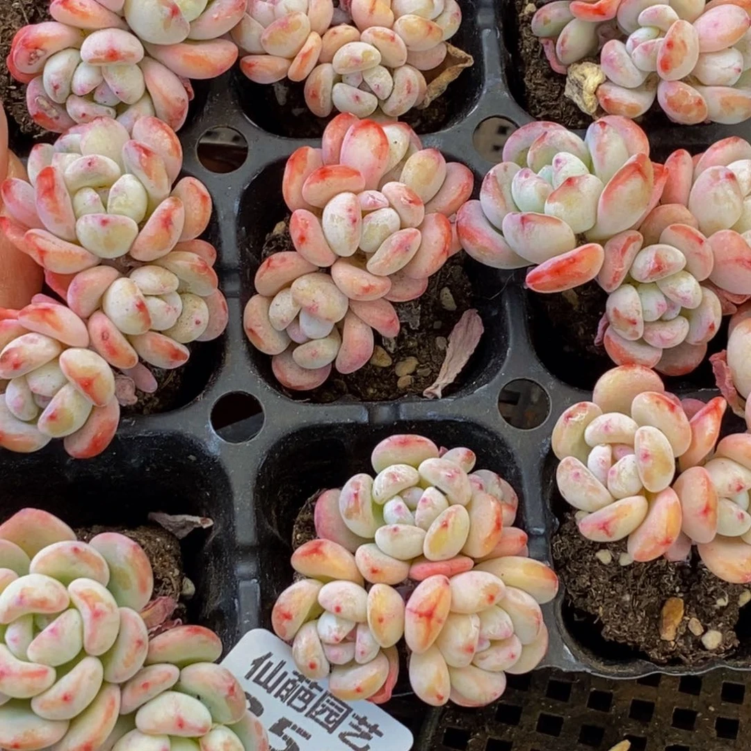 顗****】256多肉植物百科名片作译者序