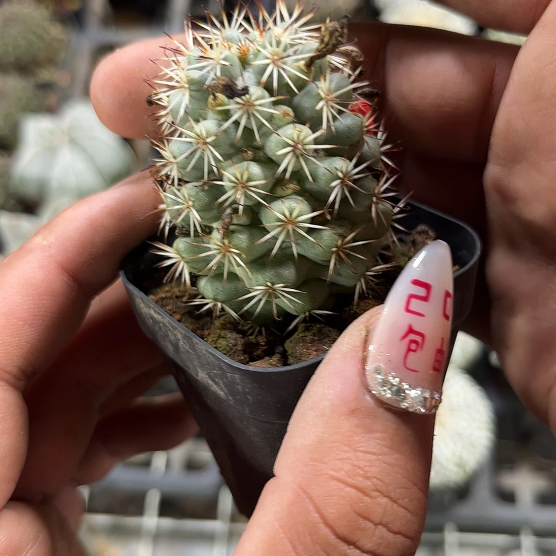 蓬莱宫单头发货单头