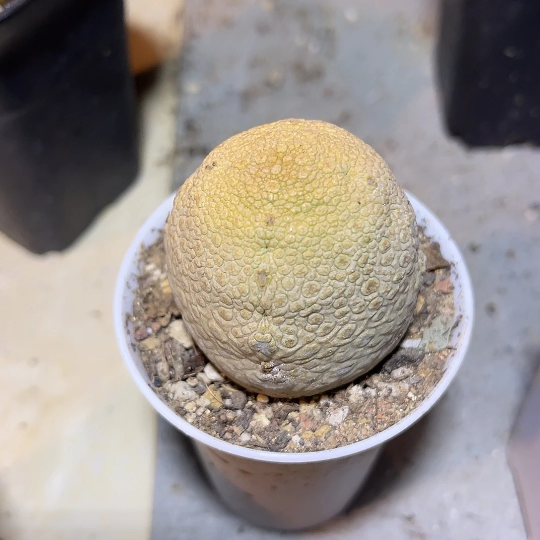 实生佛头凝蹄玉一物一拍