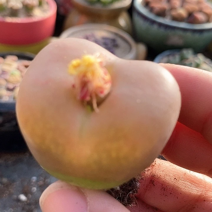 4516巨大巨大一颗