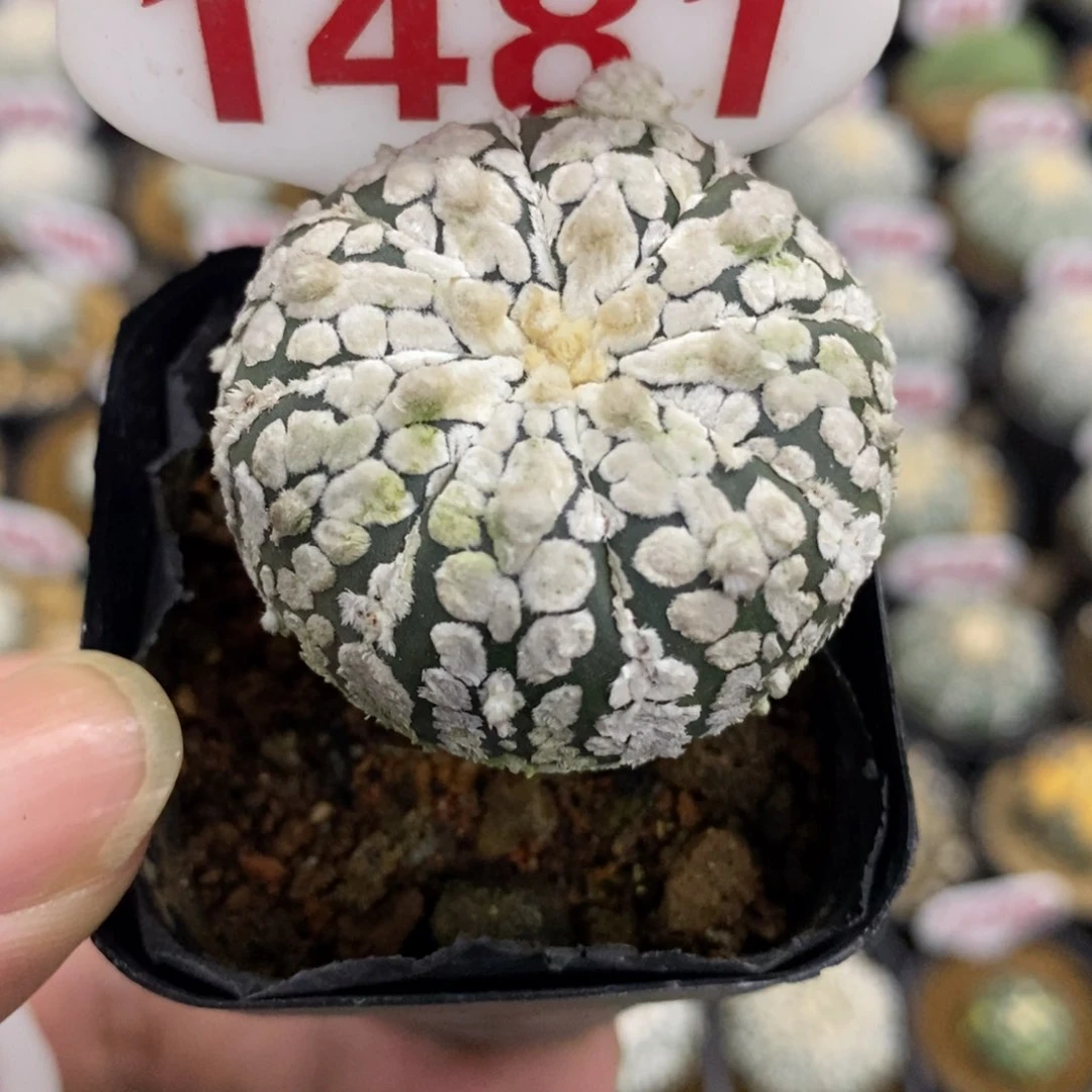 1481浓白超兜福利多多