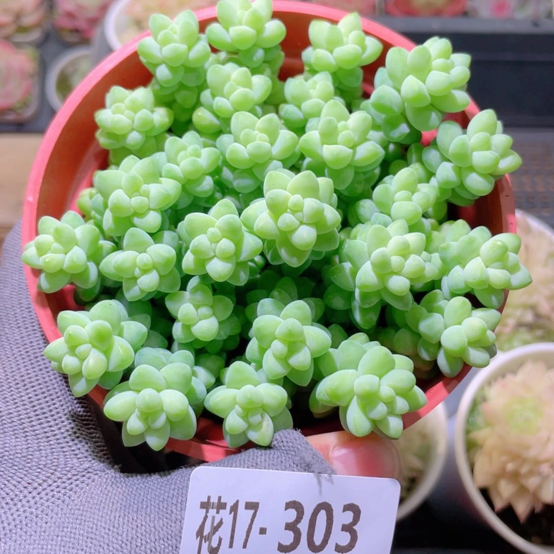 花利美17-303玉坠含盆土