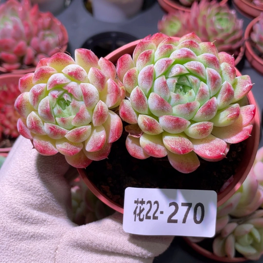 花利美22-270新品