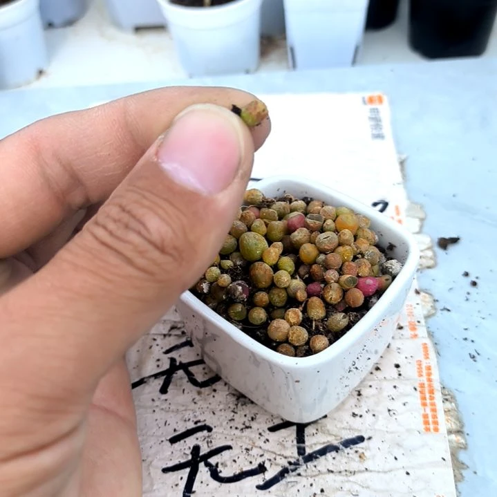 满9元包邮，，毛汗尼巨小15棵