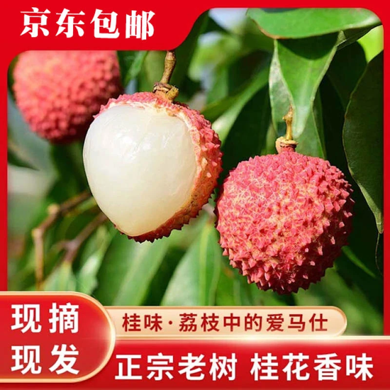 【5箱装】从化温泉桂味荔枝原产地现摘现发新鲜荔枝包邮【全国可拍】