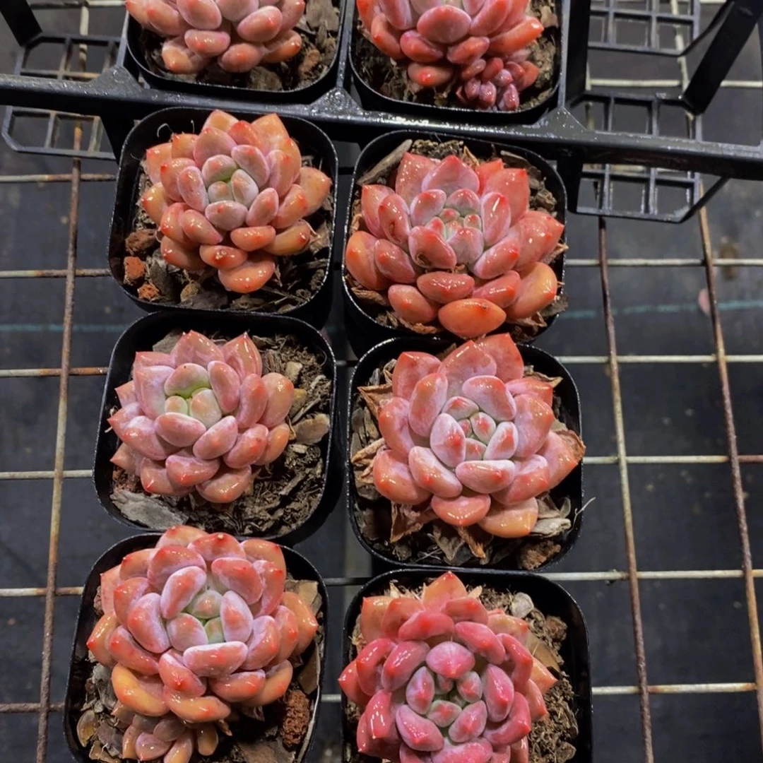 64-精品奶油半夏单头两个