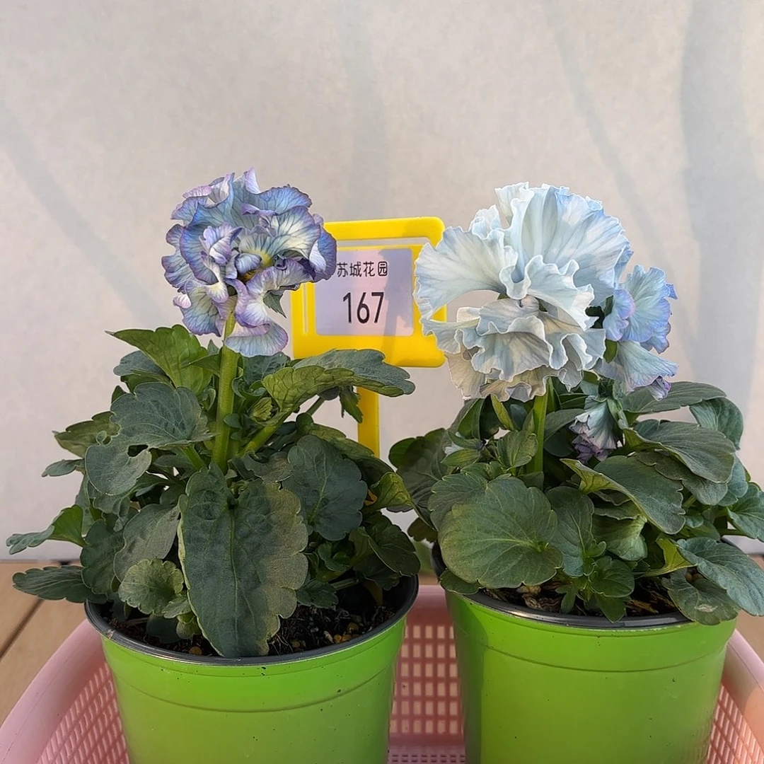 大部分开放少量花苞167