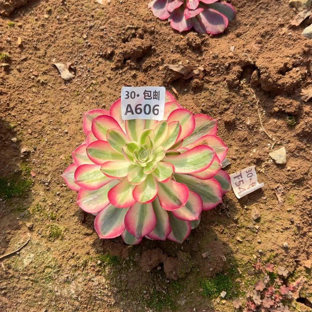 606 倾城多肉法师断枝