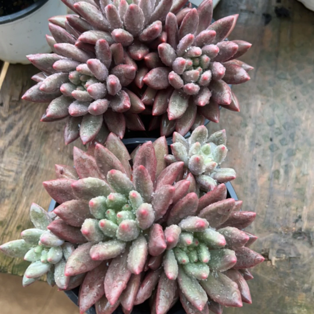 红蜻蜓多肉植物盆栽四个以直播间展示为准