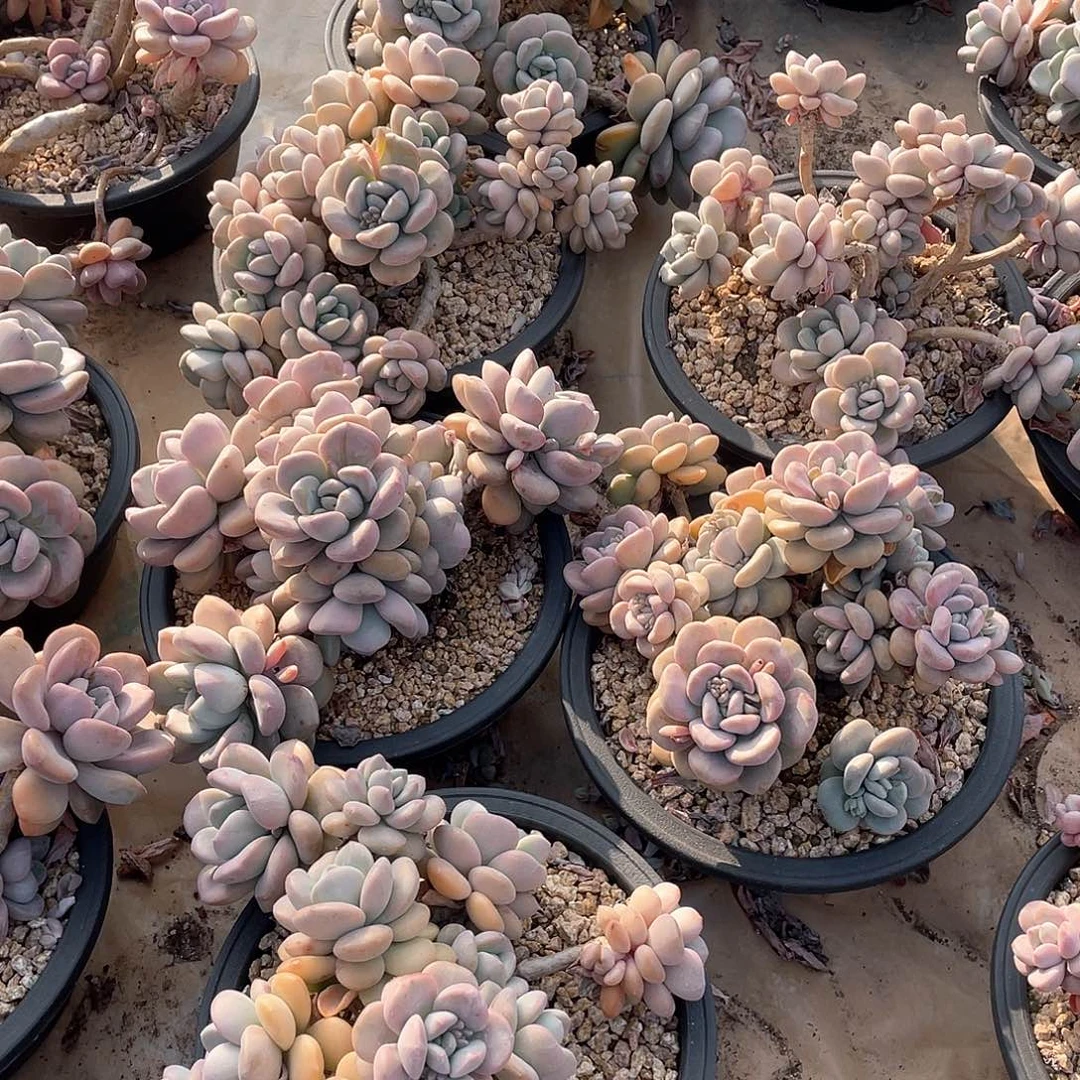 白鹭22.8米 量拍多肉