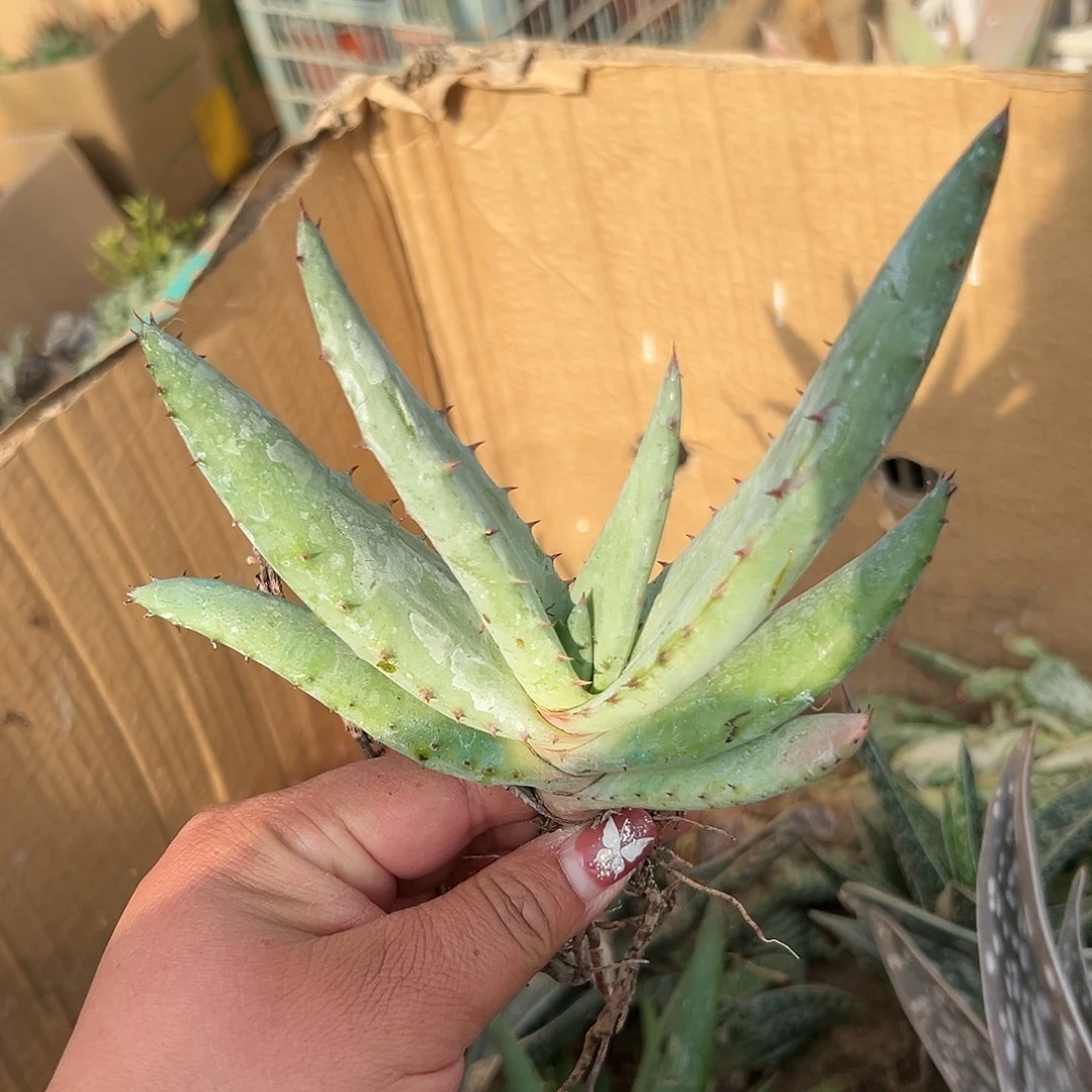 多肉植物好望角芦荟