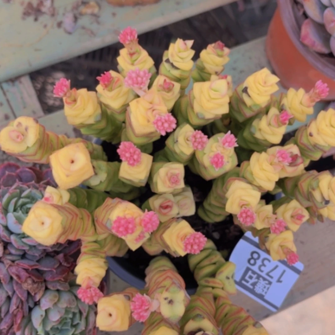 【闪购商品】钱串多肉1738