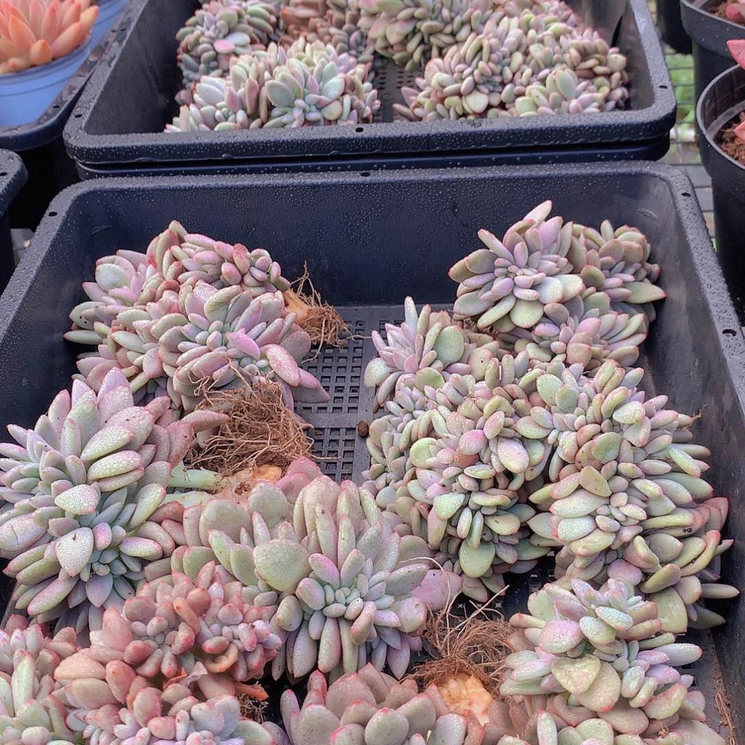 桃花源缀化3567899999“pp