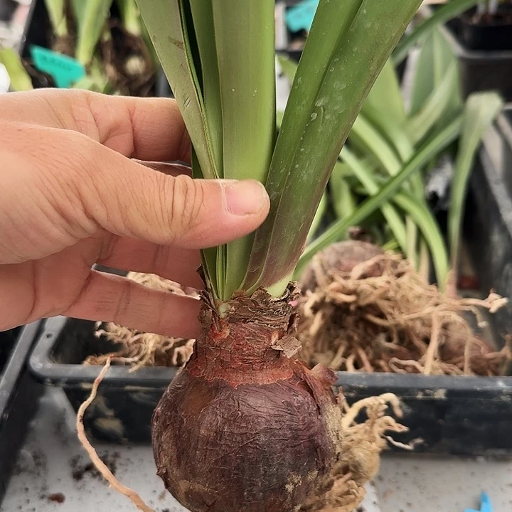 紫霞仙子朱顶红一棵7＋