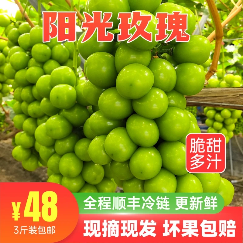 【顺丰冷链】大凉山核心产区无核阳光玫瑰葡萄新鲜现摘应季无籽水果