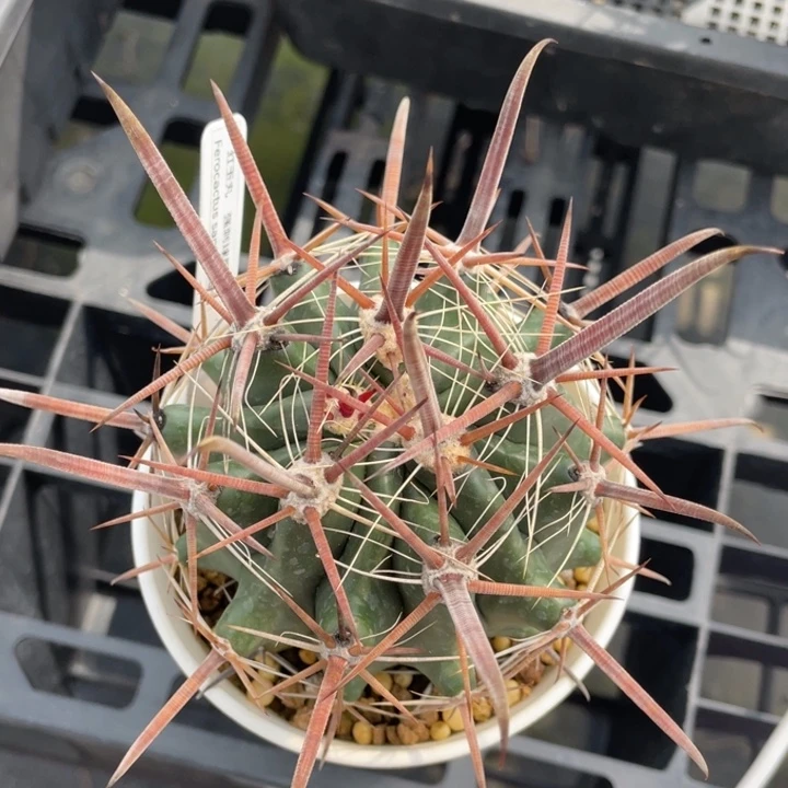 红玉丸           实生根