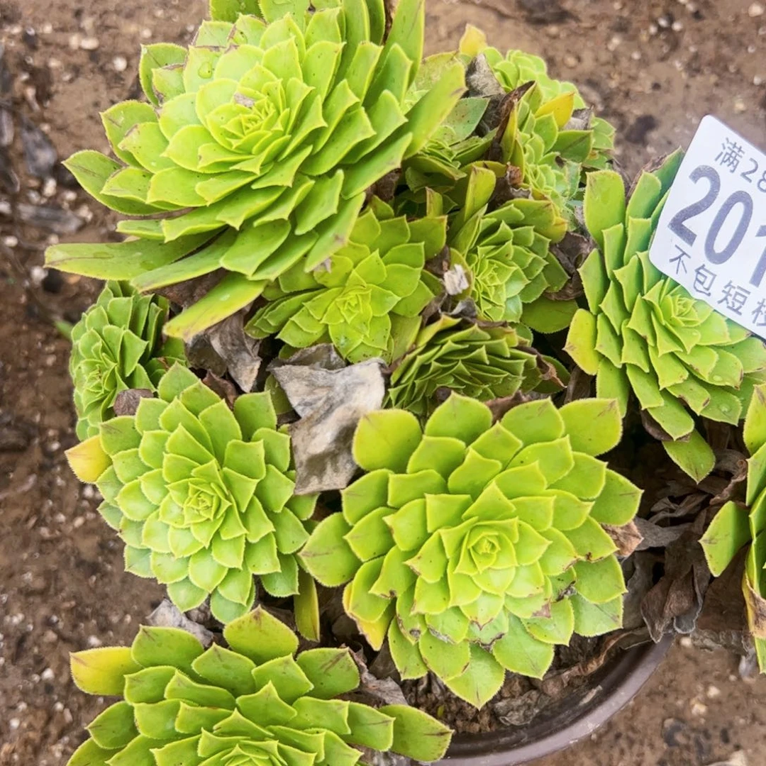 2015多肉植物法师法师