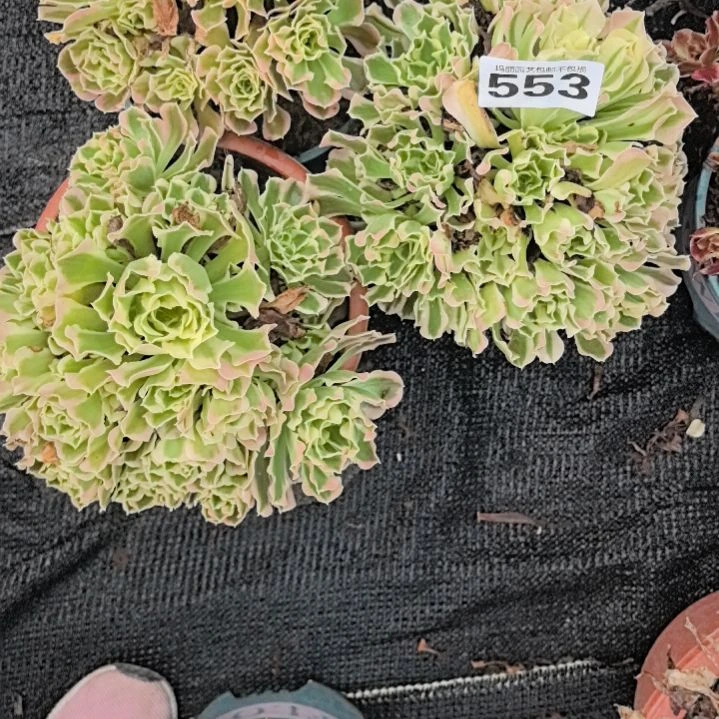 553白凤三颗花花3-20