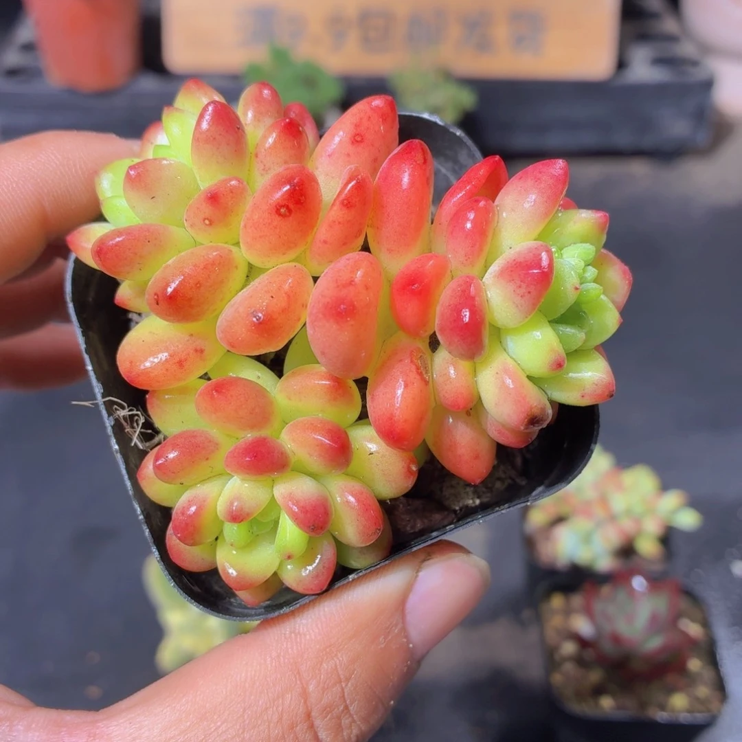 香格里拉多肉9.9包邮发货