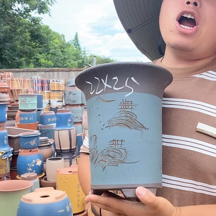 紫砂花盆盆栽植物观赏