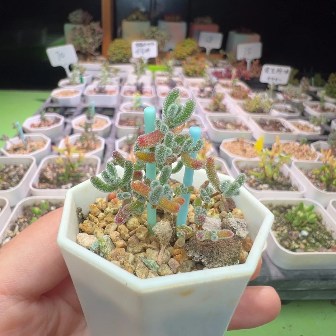 817实生粉冰晶，一年多，拍下不退不换