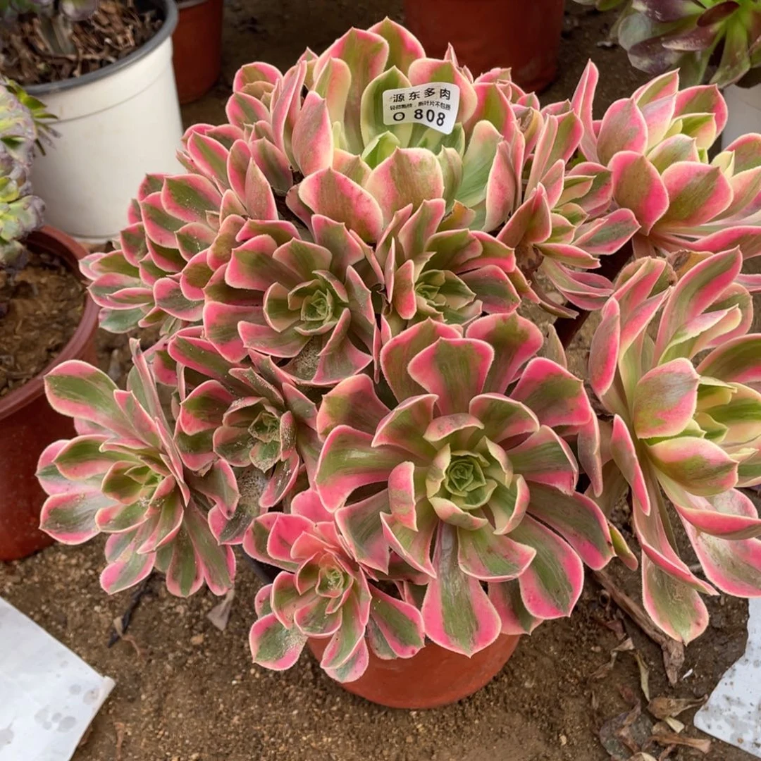 808粉女妖多肉法师断枝不包