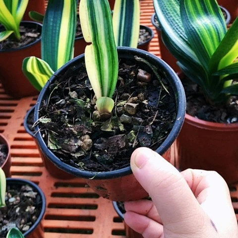 【闪购商品】望*直播间