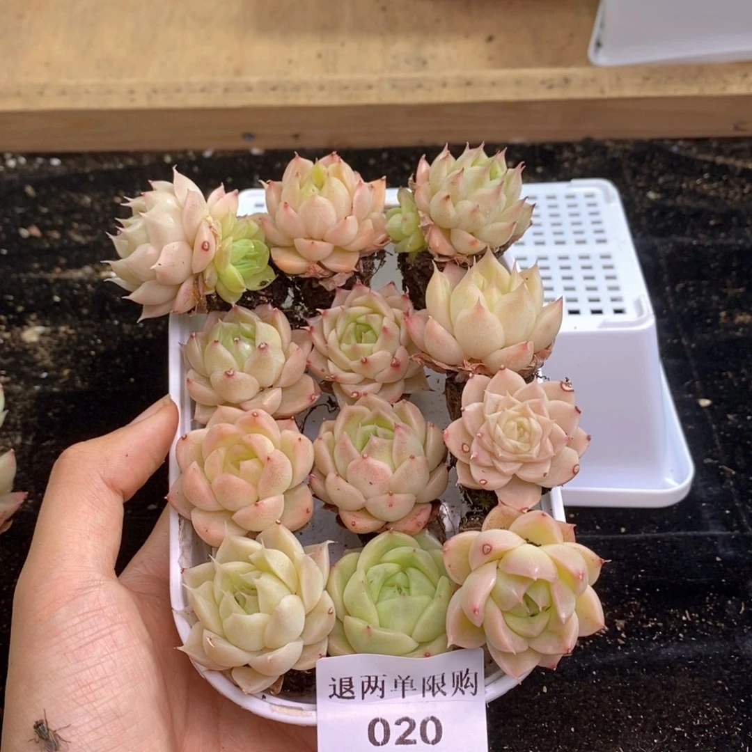 020 新疆西藏内蒙不发货，别的一单包邮