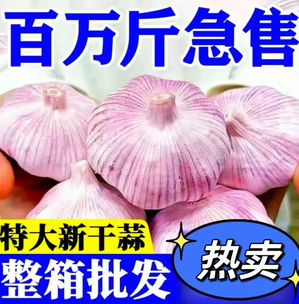 农家自种新干蒜山东原产地紫白皮带毛胡可当蒜种能发芽能放两个月