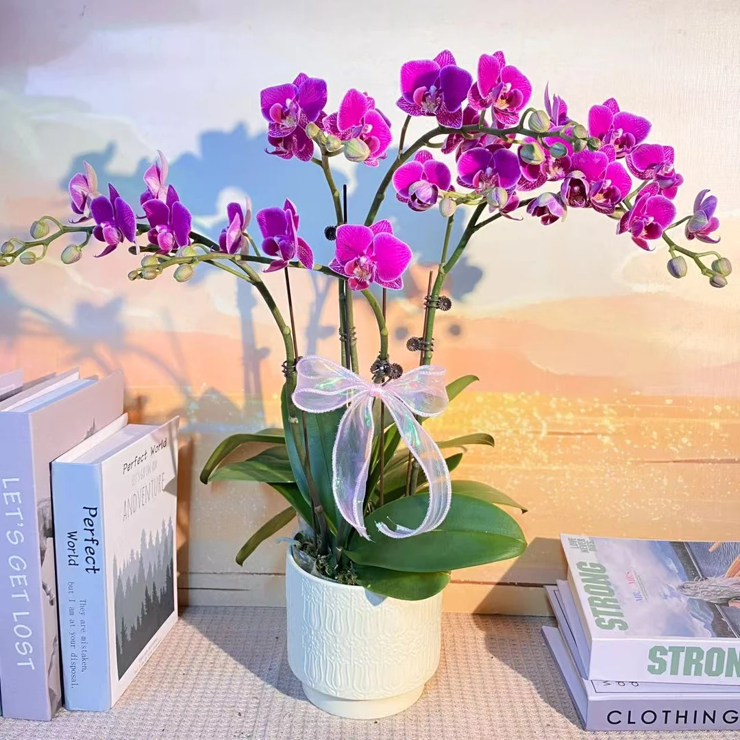 红酒  蝴蝶兰 紫红色花型 室内精品观赏 真花盆栽