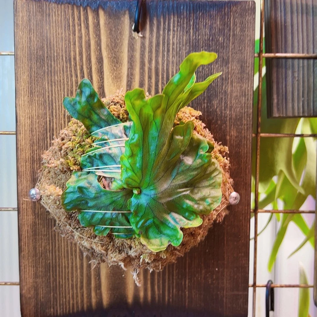 不开花植物【直播】侏儒卷叶女王板植02