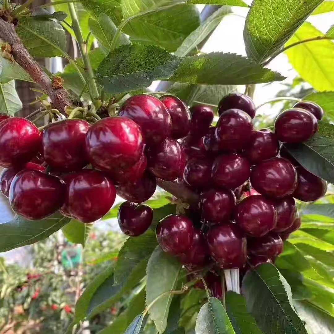 布鲁克斯大樱桃苗南北方庭院耐寒车厘子树苗盆栽矮化嫁接当年结果
