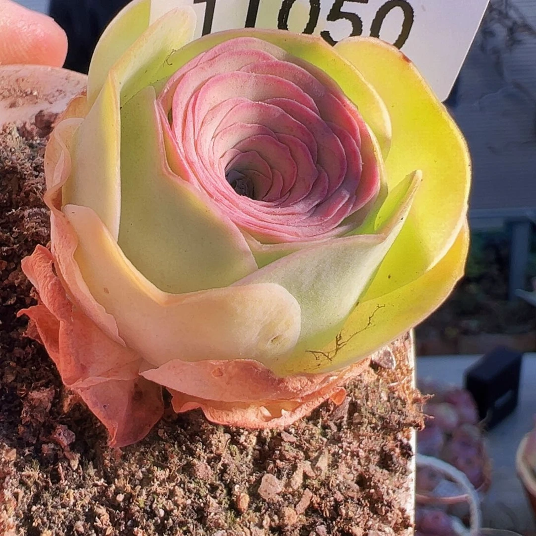 岳****胖福袋 福袋。TT50