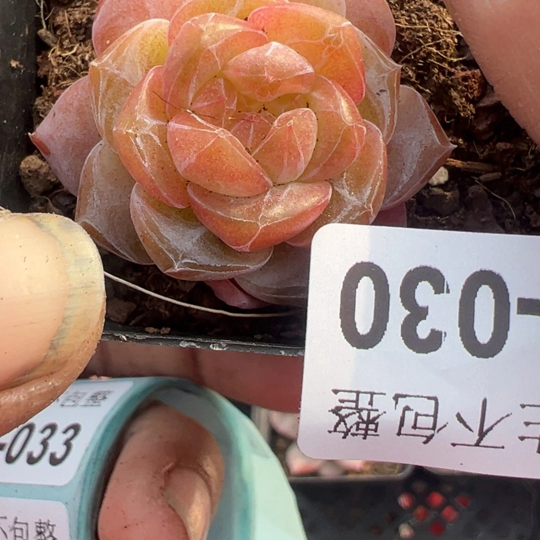 小卡拉米糖心一物一拍20-30