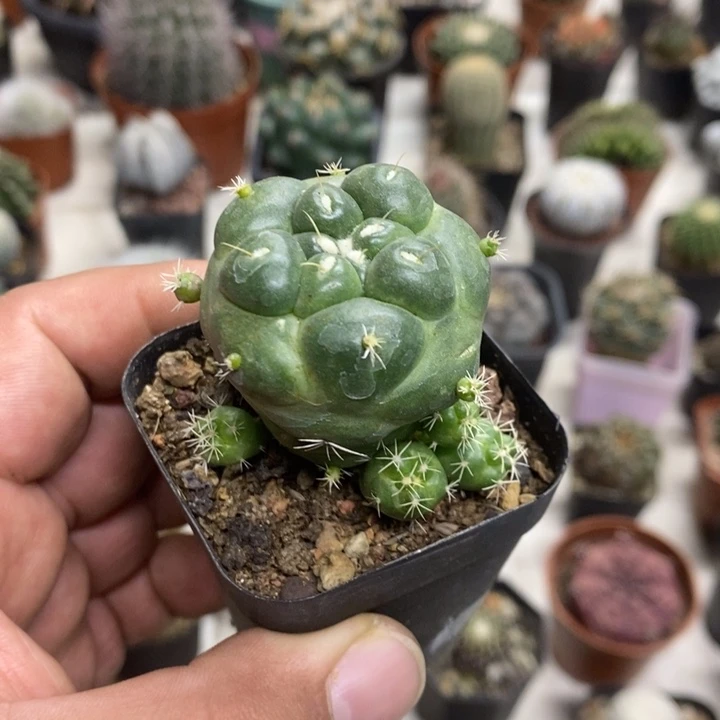 无刺象牙特价福利