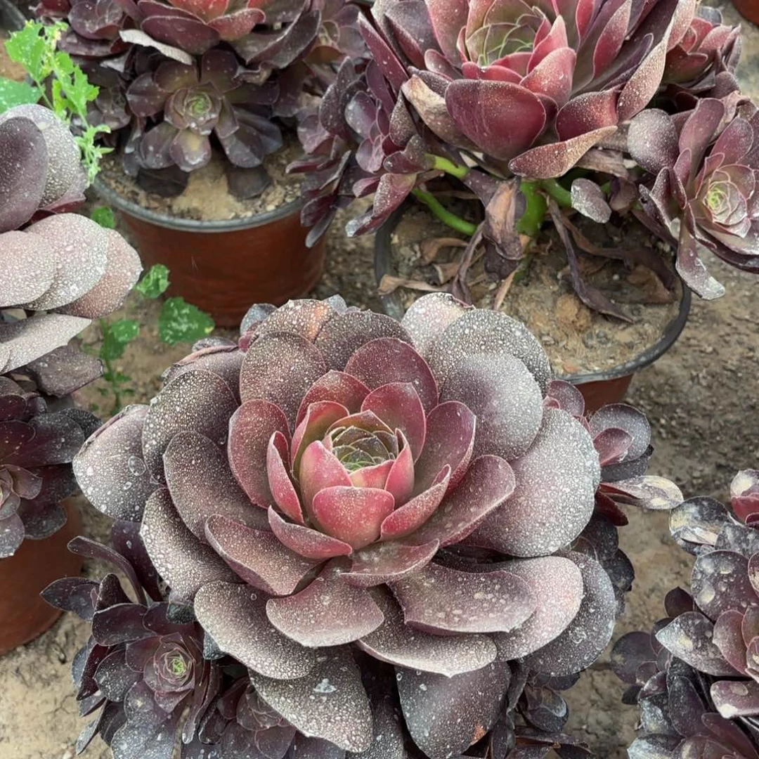 魅金玫瑰9.9多肉植物