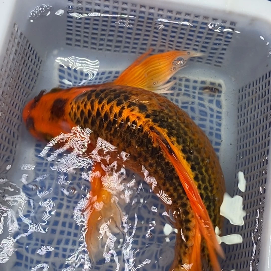 锦鲤冷水锦鲤包邮