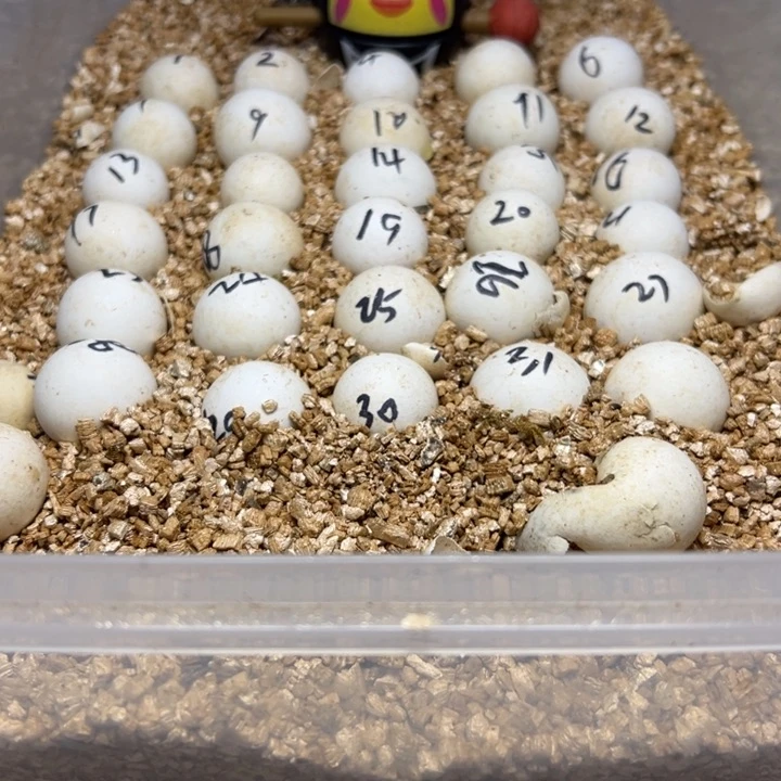 不分公母小鳄龟龟蛋代开不退换