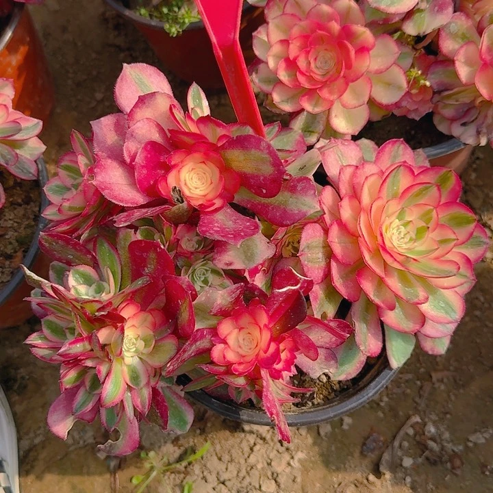 2-198荔枝多肉法师