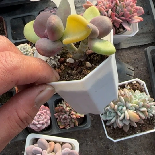 384芒果奶多肉植物多