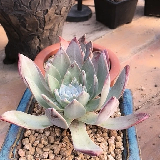 苹果雪山仙女棒杯