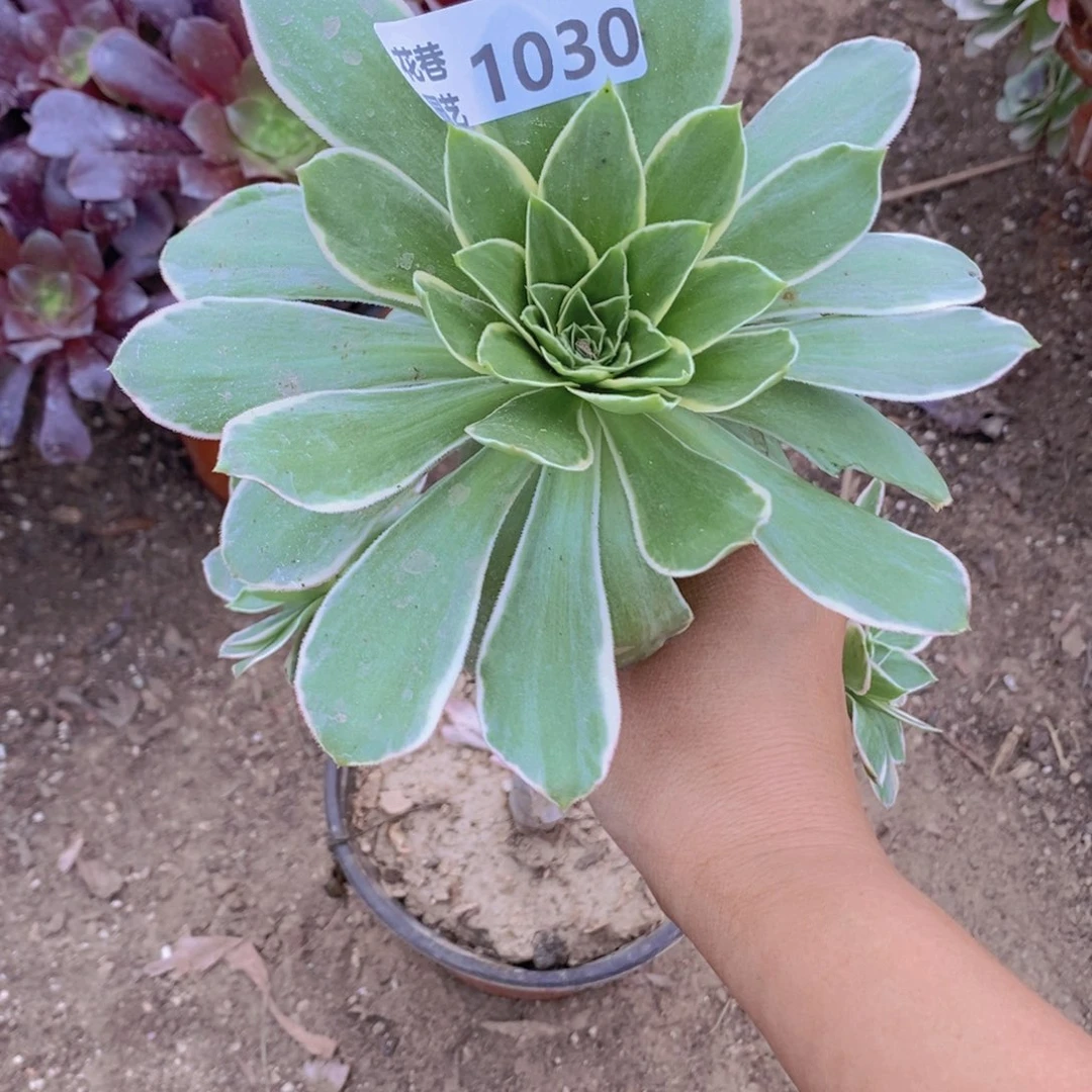 1030 号一物一拍多肉植物