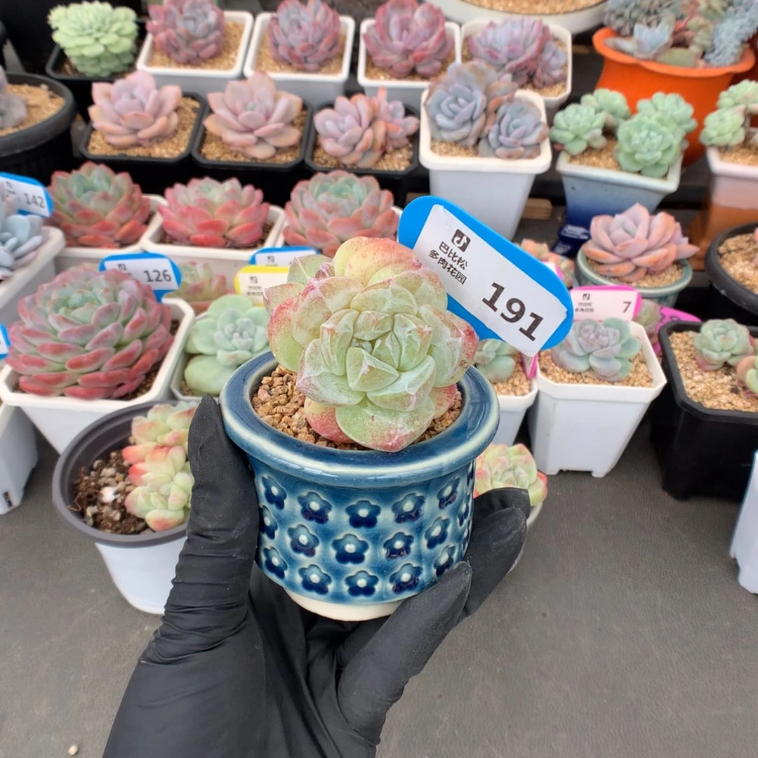 静***.191 冰玉石化带盆多肉