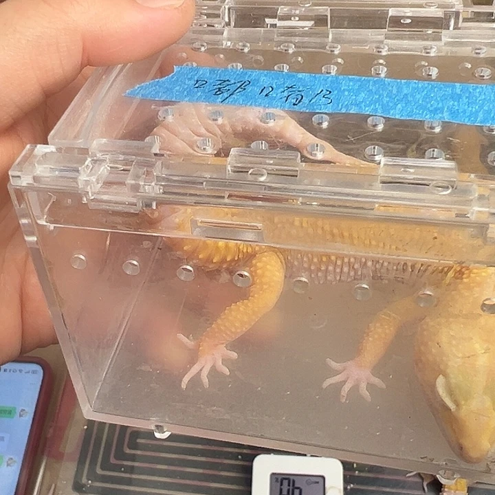 嘟***嘟豹纹守宫成体加110小时加热包加大号黑套餐加10钙维粉