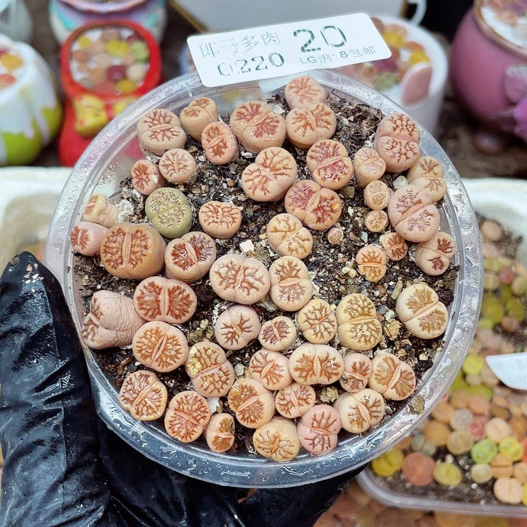 生石花满18包邮20-20