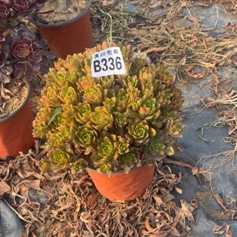 336花茶不包断枝