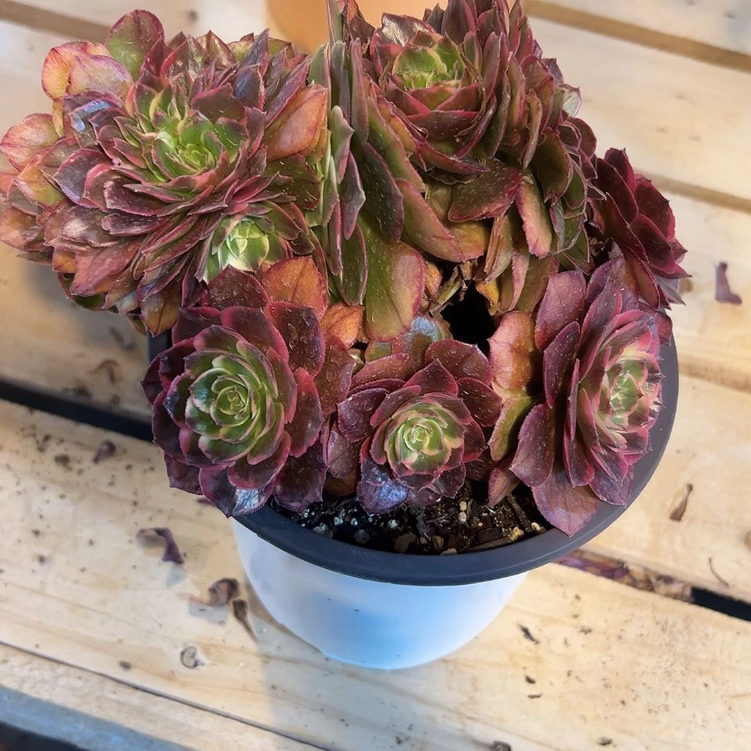 粉花妖缀化老桩朵缀