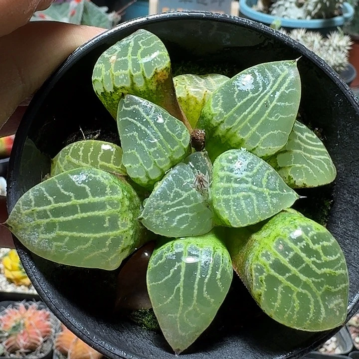 108水晶康平101带盆发货